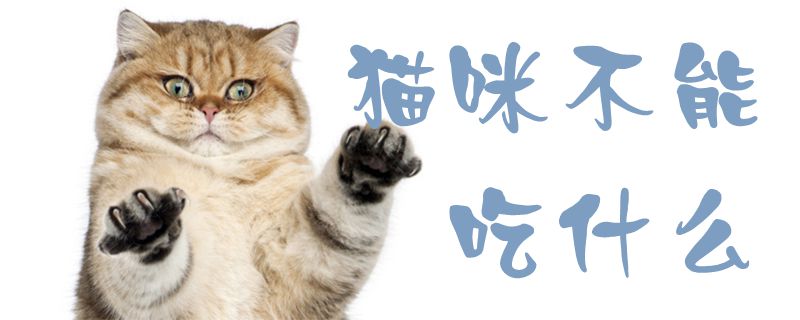 猫咪不能吃什么1