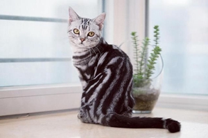 美国短毛猫如何饲养