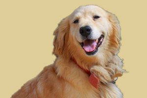 金毛犬喂什么好