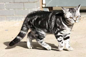 虎斑猫怎么喂养