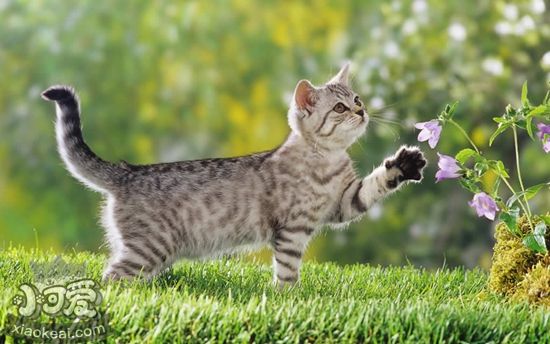 宠物猫剃毛有什么优缺点 猫咪剃毛优缺点介绍