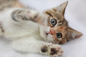 宠物猫剃毛有什么优缺点 猫咪剃毛优缺点介绍