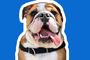 遛狗注意事项有哪些