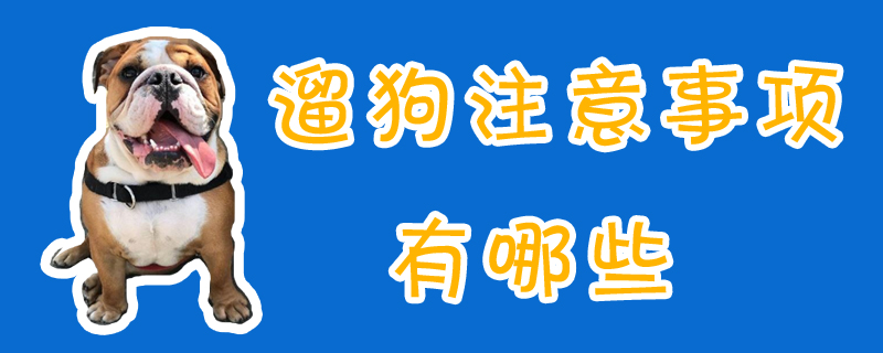 遛狗注意事项有哪些