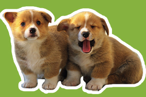 小狗的习性是什么