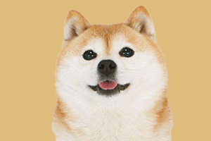 柴犬怎么看品相