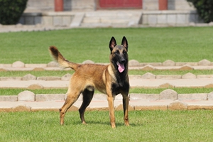 马犬的饲养方法是什么