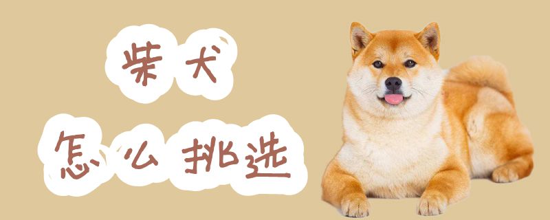 柴犬怎么挑选