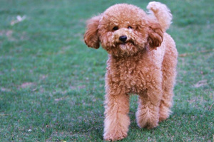 纯种泰迪犬怎么辨认