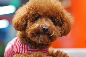 泰迪狗身上有跳蚤怎么办