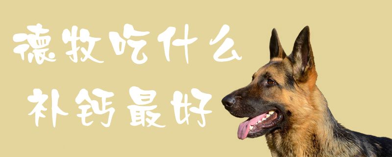 德牧吃什么补钙最好1