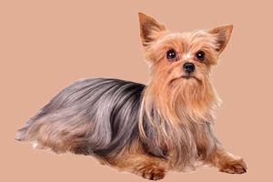 约克夏怎么看品相