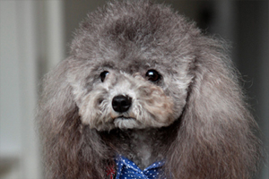 泰迪狗身上有虱子怎么办