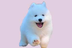 萨摩耶犬吃什么食物