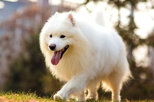 萨摩耶品相怎么看