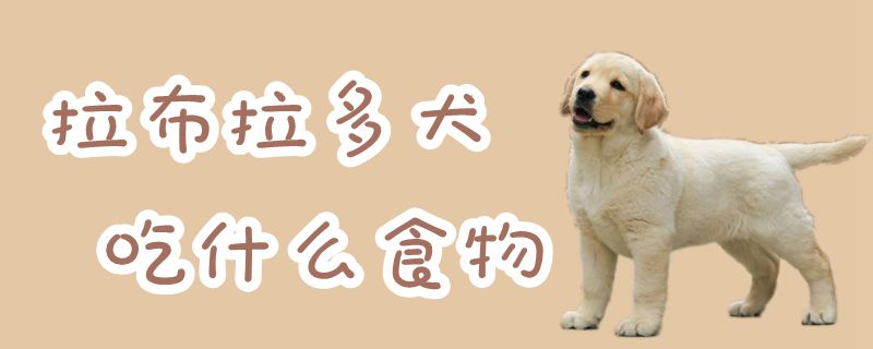 拉布拉多犬吃什么食物