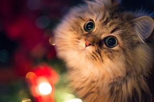 猫咪怎么能吃胖