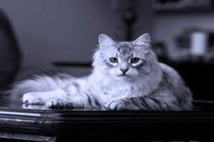 猫咪为什么吃不胖