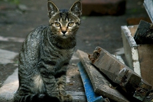 狸花猫吃什么容易胖