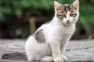 流浪猫怎么驯服