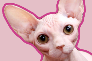 斯芬克斯饲养注意事项有哪些