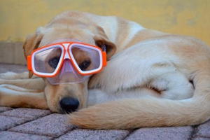 宠物狗如何托运