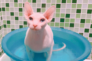 斯芬克斯洗澡注意事项有哪些