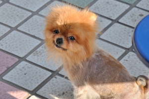 宠物狗如何喂养