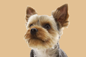 约克夏犬吃什么有营养