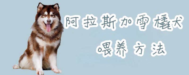 阿拉斯加雪橇犬喂养方法1