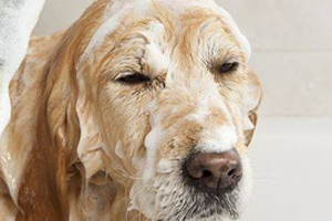 金毛洗澡注意事项有哪些