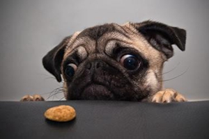 宠物狗吃屎怎么办