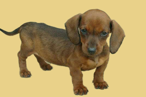 腊肠狗怎么喂养