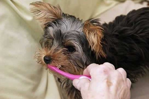 怎么给宠物狗刷牙