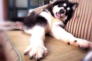 怎么给宠物狗剪指甲