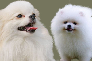 长毛吉娃娃和博美区别是什么