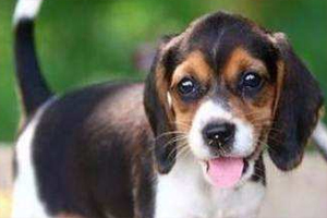 比格犬幼犬挑选怎么挑