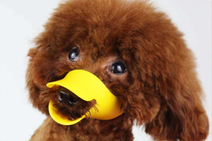 泰迪狗狗爱咬人怎么办