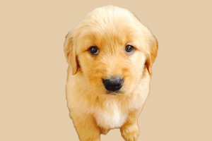 买金毛需要注意什么