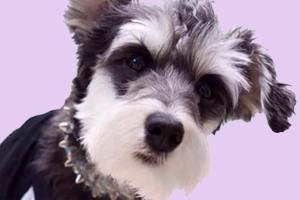 雪纳瑞如何剪毛