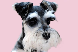 雪纳瑞的耳朵怎么清理