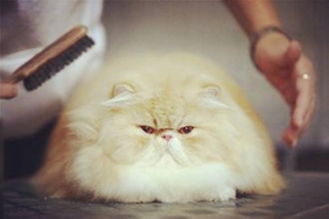 宠物猫掉毛怎么办