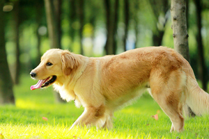 金毛吃什么对毛发好