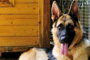 德牧防疫注意事项有哪些