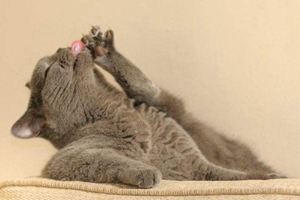 宠物猫掉毛严重怎么办