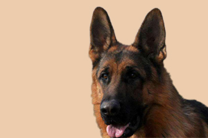 德国牧羊犬怎样喂养