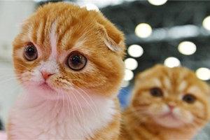 养宠物猫需要注意什么