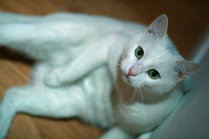 宠物猫怎么喂驱虫药