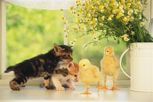 宠物猫怎么喂养