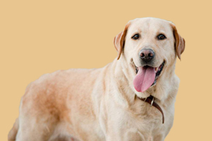 金毛吃什么对皮肤好